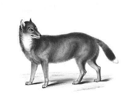 了解狗的祖先是狼或者类狼动物