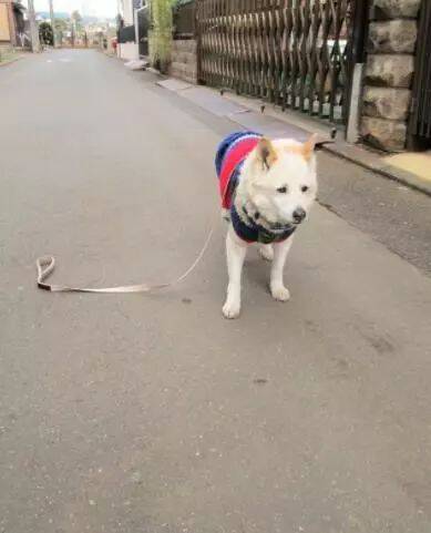 牵绳掉了却没发现，2分钟后回头狗狗心碎满地一脸哀怨