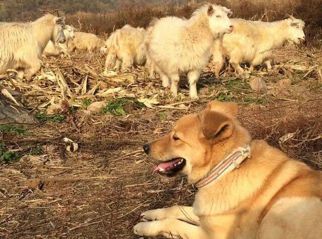 为什么狼在看到牧羊犬后就跑是不是怂，还是狗比较厉害