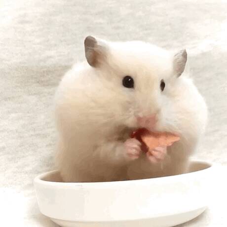 鼠鼠的食物碗如何选择？
