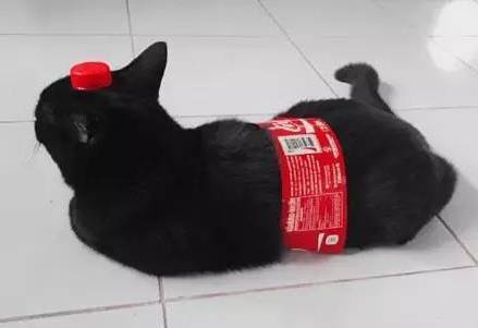 喝完饮料千万别把包装纸丢了，还能这么给猫玩...