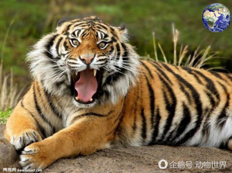 老虎有0.5的眩晕技能，你知道吗？