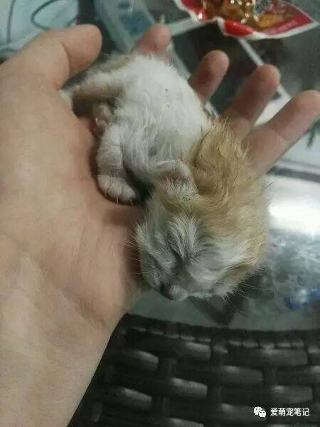狗狗叼回一只小猫咪，摊上大事了，想不到第二天猫妈妈找上门来了