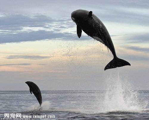 虎鲸追随海豚飞出水面 随后吃掉