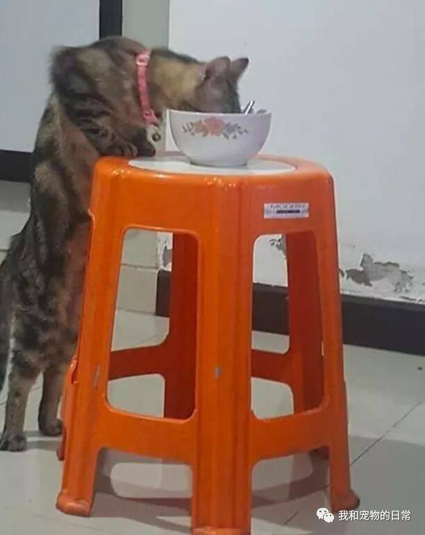 猫咪偷吃东西被主人发现惊呼一声，喵：不就吃你一口饭吗？至于这么大呼小叫的吗？