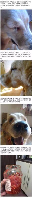 网友回家发现狗子的脸肿成猪头，赶到厨房查看后笑趴……