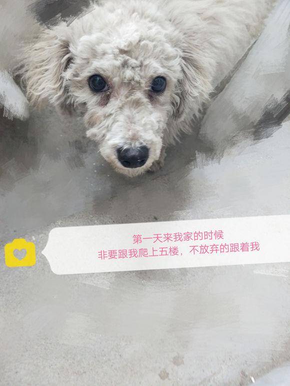 女子要把流浪狗收养，还成了孩子的搭档，让人羡慕
