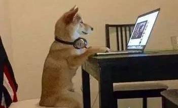 据说，狗子养久了，它可能会以为自己是个人....