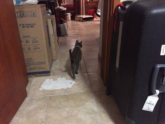 家里跑来一只流浪猫，一周后被人认出是英短蓝猫，网友快要美翻了