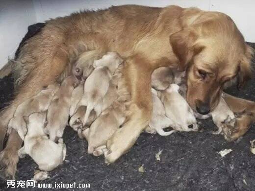 传奇“老肥”一胎生下16个狗宝宝，有望冲击吉尼斯世界纪录