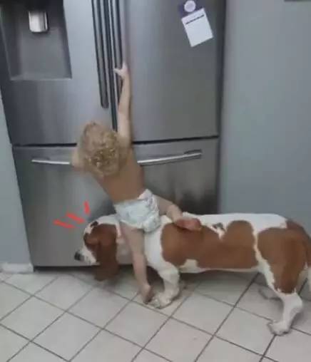 狗狗帮小主人开冰箱，可狗狗下一秒就这样坑小主人，可怜的小主啊！