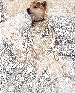 这两只狗狗打架的画面可以说非常可爱了……
