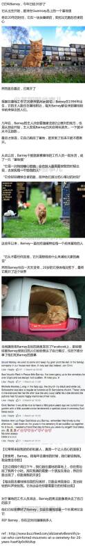 有这样一只猫，在墓地生活了20年，温暖过无数悲伤者的心!