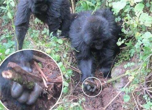 大猩猩们因为同伴被害死后，做了这件事让人点赞