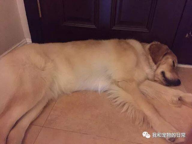 网友带金毛回老家看爷爷，结果回来的时候爷爷却说：“人可以走，但狗得留下”