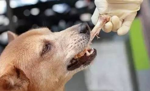 狗子不能吃骨头？这话我不信...你呢！