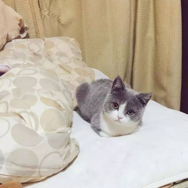 日本小哥养了一小只仙女模样的猫，辣么可爱必定是个男孩纸