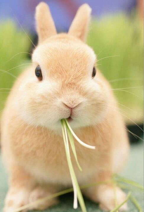 为什么要喂兔子吃提摩西草？全是套路！
