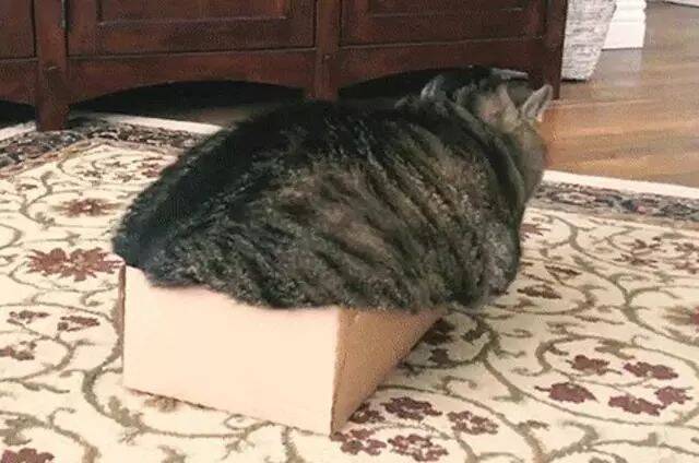 网友家的猫很喜欢窝在纸盒子里，可有一天却听到了奇怪的声音，然后....