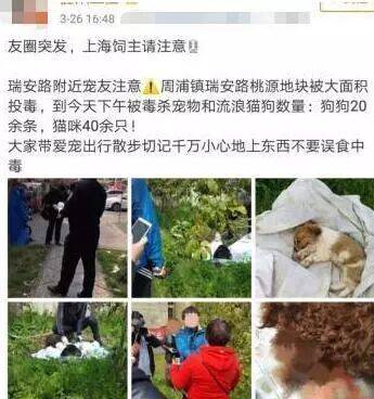 小区内宠物狗相继死亡，背后的原因令人气愤和深思！！！