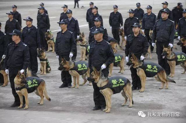 春运警犬为了保持最佳嗅觉和搜寻状态，每天只吃一顿饭，日夜奋战在第一线！