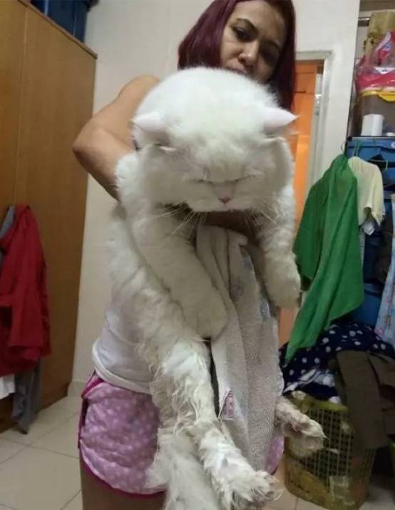 你确定你养的是猫？？这体型....