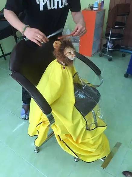 新买的狮子头套毛有点长，于是去理发店修理，结果...