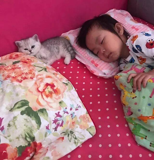小女儿和小奶猫形影不离，睡觉时还不忘把猫咪搂着入睡