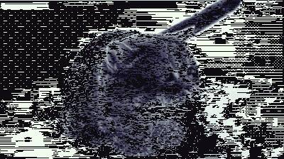 耳朵落下来的一瞬间是只猪没错了