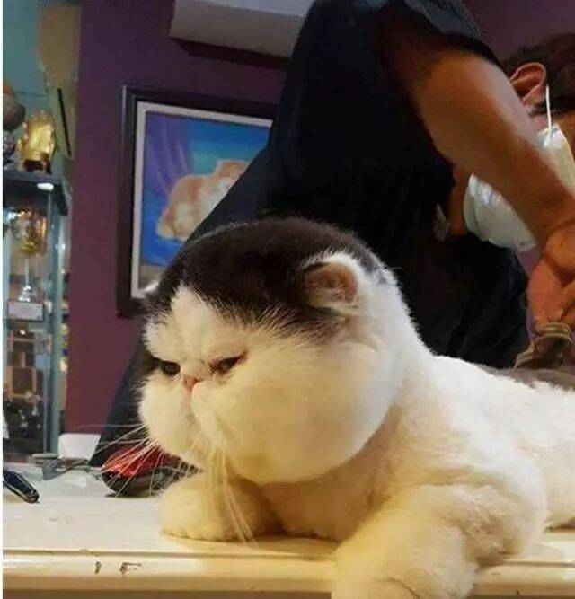 铲屎官带猫咪去理发，猫咪被美容师剃毛后，主人立马就后悔了！