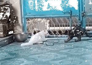 这3只猫正在对峙准备打架，狗狗看到后想过去劝架，结果...