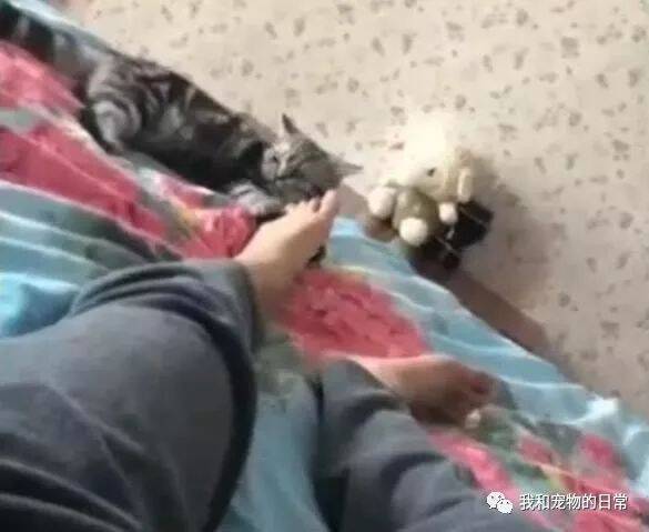 小猫咪含了一口主人的脚，下一秒反应让人笑喷：这脚也太臭了！