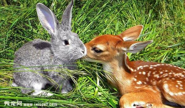 动物之间的和谐友爱是没有种族之分的