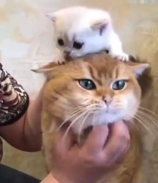 小奶猫趴在猫爸的头上，猫爸一脸的不乐意：这货颜色不对啊！