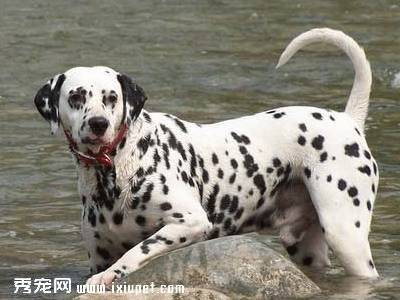 北京重点区域41种禁养犬名单