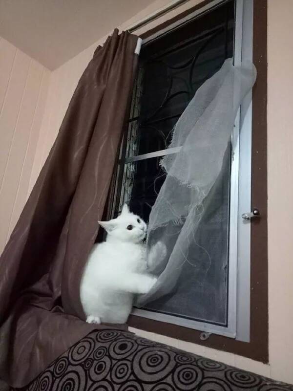 网友刚把猫弄坏的纱窗换新，今天回家看到一幕，险些哭了出来....