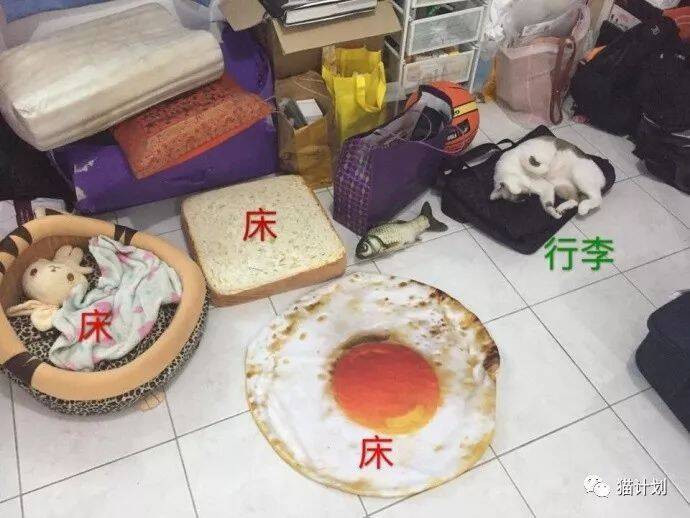 听说，这是猫奴们共同的烦恼……