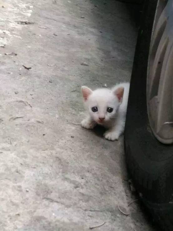 网友偶遇流浪小奶猫，瞬间被萌翻，可惜是有家的喵