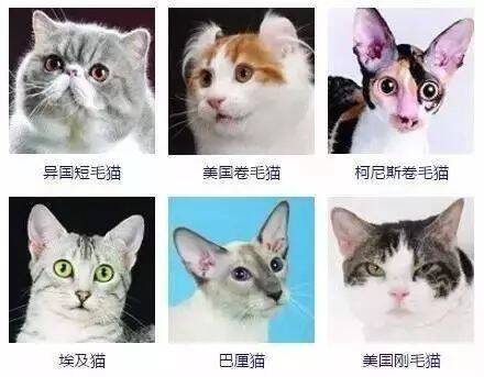 最齐全的猫咪照，你觉得哪个颜值最高？为狸花猫打call