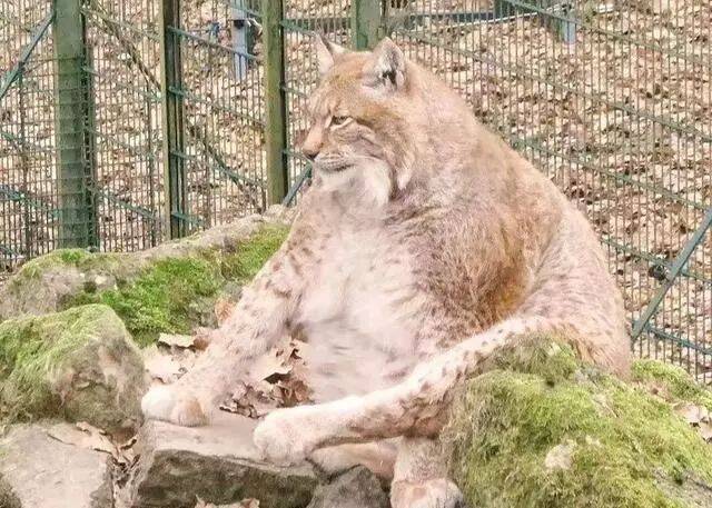 大猫猞猁绝育后暴饮暴食，没多久就成了死肥宅