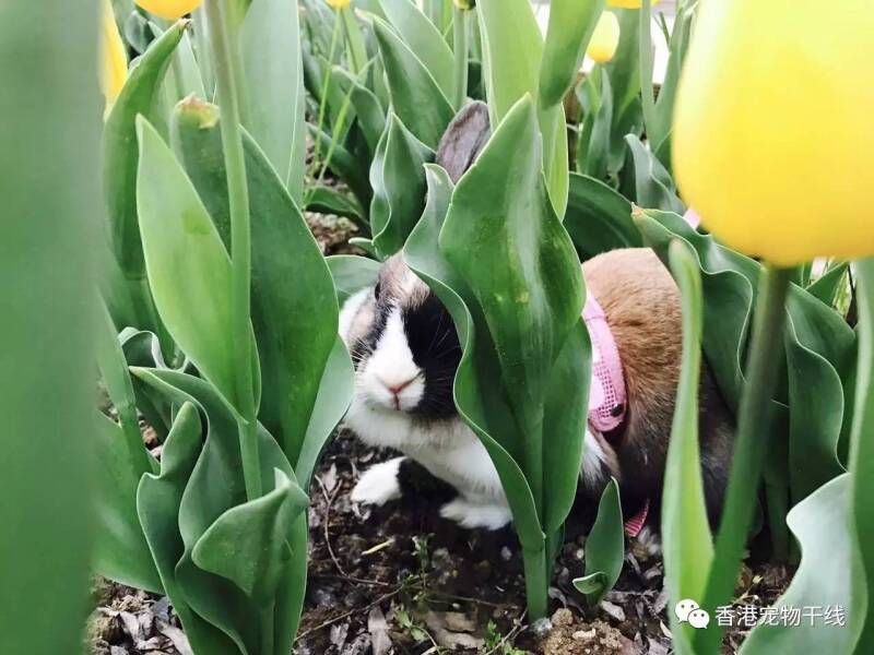 兔兔：假期春游！“花仙子”的花园写真！