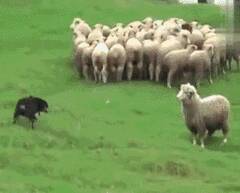 当牧羊犬遇到叛逆羊，然后就秒变怂货了...