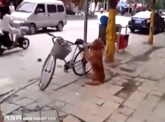 金毛路边抱住一辆自行车不放，原来这狗狗认真的帮主人看车！