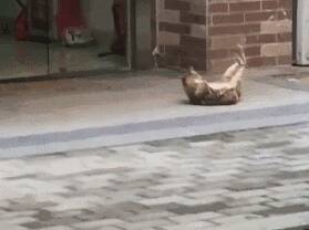 网友拍到路边一只流浪猫正在做“卷腹”……