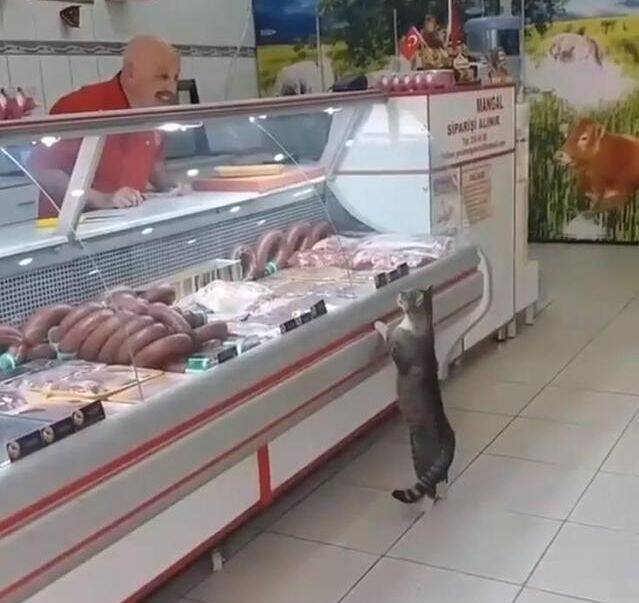 流浪猫闯入超市要吃的，光头大叔笑着举起了刀