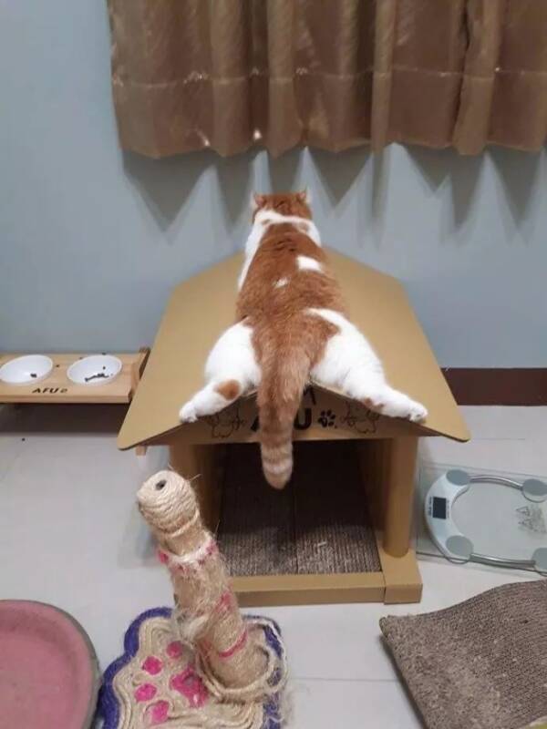 网友给自家猫咪买了一个猫神殿，没想到猫咪的反应…
