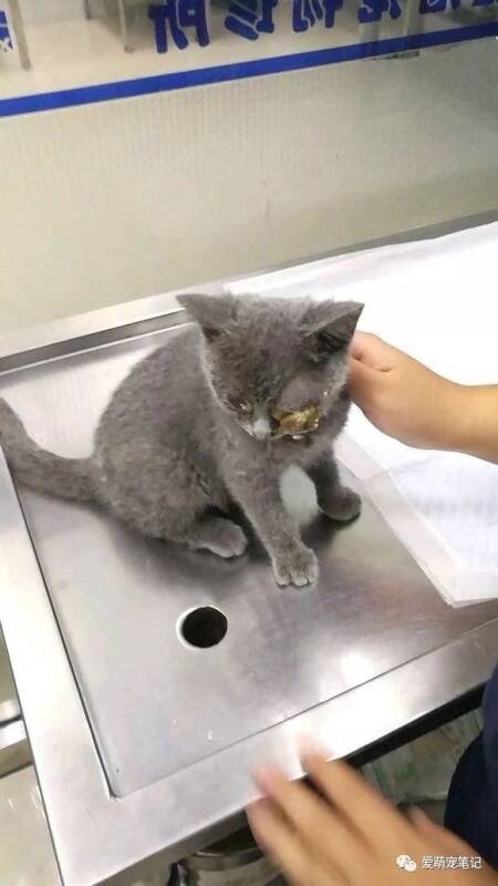 女孩捡回一只因眼睛受伤遗弃的英短蓝猫，治好它之后觉得捡了个宝