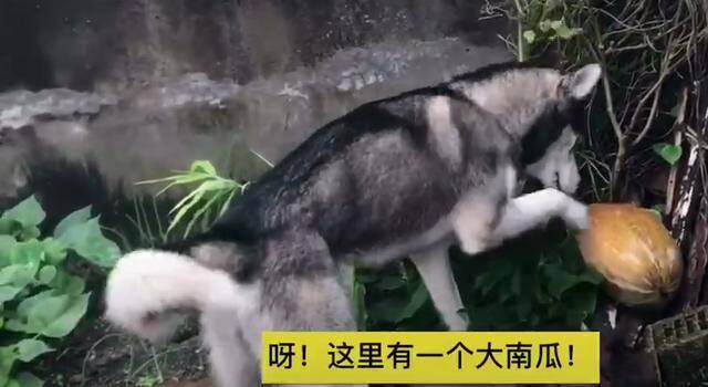 二哈发现一个大南瓜后，赶紧给主人带回家，网友：全网最顾家的狗