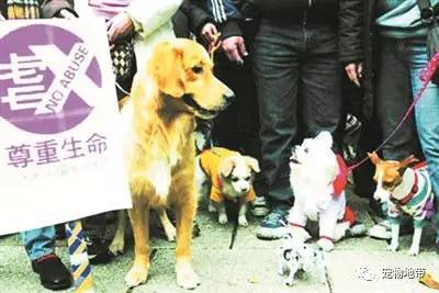 台湾立法禁止禁吃猫狗  开车溜狗也将会受到处罚！