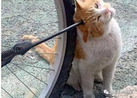 网友远远看见一只猫被箭钉穿脑袋，吓得走近一看，却被萌化了！